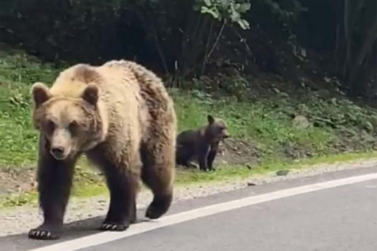 Urși (mamă cu pui) pe Transfăgărășan